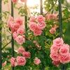 laurabarnes11